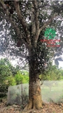 Cây Mít