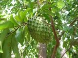 CÂY MÃNG CẦU