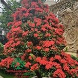 CÂY HOA MẪU ĐƠN TA (TRUYỀN THỐNG)