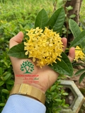 CÂY HOA MẪU ĐƠN TA (TRUYỀN THỐNG)