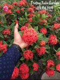 CÂY HOA MẪU ĐƠN TA (TRUYỀN THỐNG)