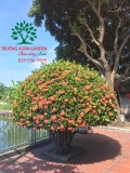 CÂY HOA MẪU ĐƠN TA (TRUYỀN THỐNG)