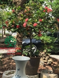 CÂY HOA MẪU ĐƠN TA (TRUYỀN THỐNG)