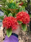 CÂY HOA MẪU ĐƠN TA (TRUYỀN THỐNG)