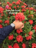 CÂY HOA MẪU ĐƠN TA (TRUYỀN THỐNG)