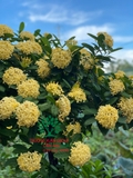CÂY HOA MẪU ĐƠN TA (TRUYỀN THỐNG)