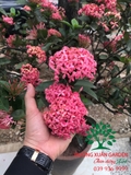 CÂY HOA MẪU ĐƠN TA (TRUYỀN THỐNG)