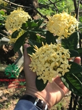 CÂY HOA MẪU ĐƠN TA (TRUYỀN THỐNG)