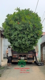 CÂY HOA MẪU ĐƠN TA (TRUYỀN THỐNG)