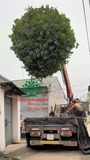 CÂY HOA MẪU ĐƠN TA (TRUYỀN THỐNG)