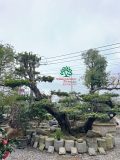 Cây Vú Sữa