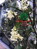 CÂY HOA MỘC HƯƠNG