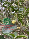 CÂY HOA MỘC HƯƠNG