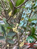 CÂY HOA MỘC HƯƠNG
