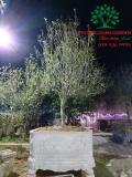 CÂY HOA MỘC HƯƠNG