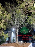 CÂY HOA MỘC HƯƠNG
