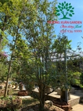 CÂY HOA MỘC HƯƠNG