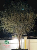 Cây Mộc Hương