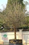 Cây Mộc Hương