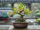 CÂY HOA MỘC HƯƠNG