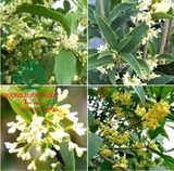 Cây Mộc Hương