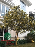 CÂY MAI TỨ QUÝ