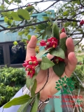 CÂY MAI TỨ QUÝ