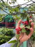 CÂY MAI TỨ QUÝ