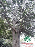 CÂY MAI TỨ QUÝ