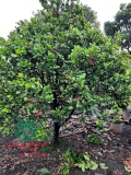 CÂY MAI TỨ QUÝ