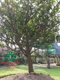 CÂY MAI TỨ QUÝ