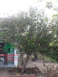 CÂY MAI TỨ QUÝ