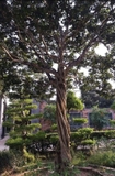 Cây Hoa Nguyệt Quế