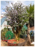 CÂY NHÀI NHẬT