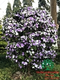 CÂY NHÀI NHẬT