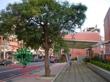 CÂY NHỘI