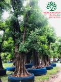 CÂY THỊ