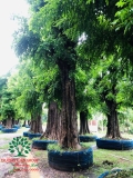 CÂY THỊ
