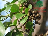 CÂY NHỘI