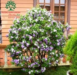 CÂY NHÀI NHẬT