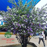 CÂY NHÀI NHẬT