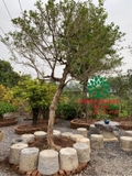 Cây Hoa Nguyệt Quế