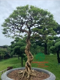 Cây Hoa Nguyệt Quế