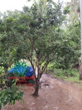 Cây Hoa Nguyệt Quế