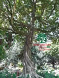 Cây Hoa Nguyệt Quế