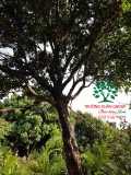 Cây Hoa Nguyệt Quế