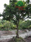 Cây Hoa Nguyệt Quế
