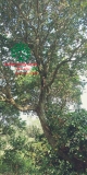 Cây Hoa Nguyệt Quế