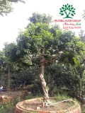 Cây Hoa Nguyệt Quế