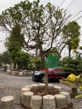 Cây Hoa Nguyệt Quế